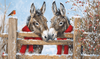 Donkeys in scarves Christmas cards (10 pack)