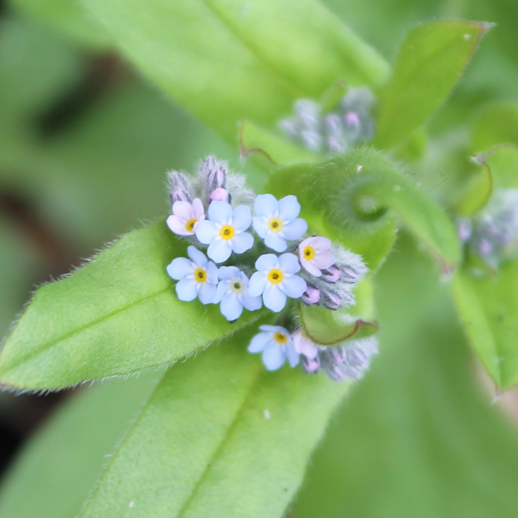 Wildflower seedball tube - Forget-me-not