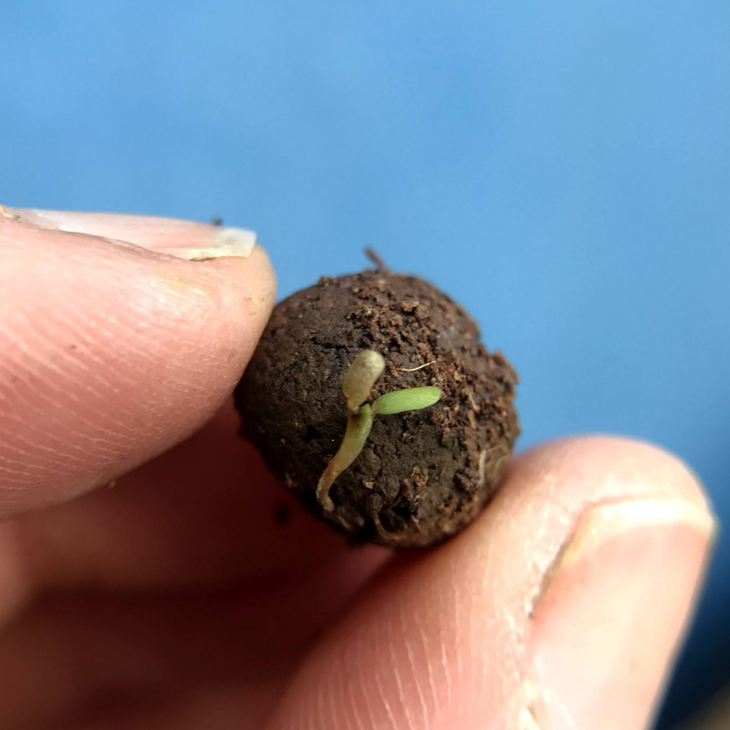 Wildflower seedball tube - Forget-me-not