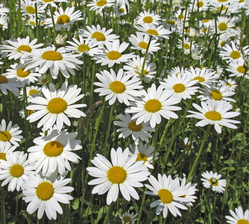 Wildflower seedball tube - Oxeye Daisy