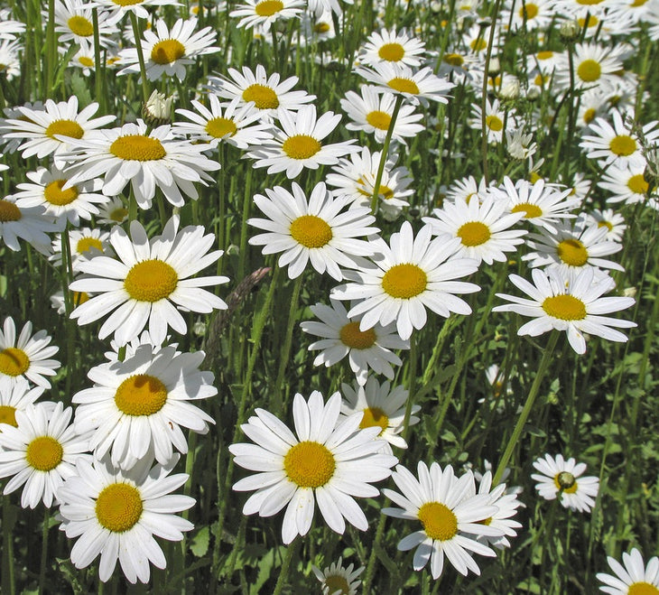 Wildflower seedball tube - Oxeye Daisy