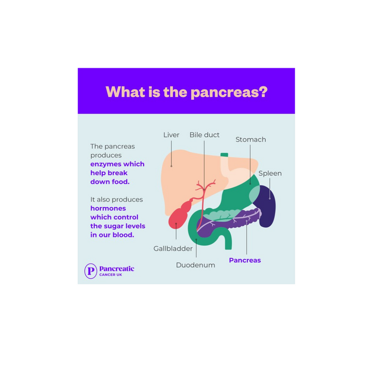 'What is the pancreas' social post