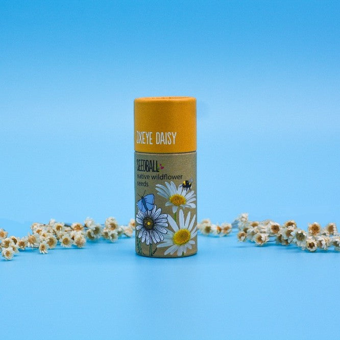 Wildflower seedball tube - Oxeye Daisy