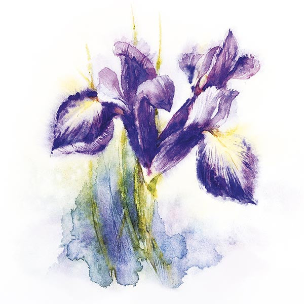 Iris - greeting card